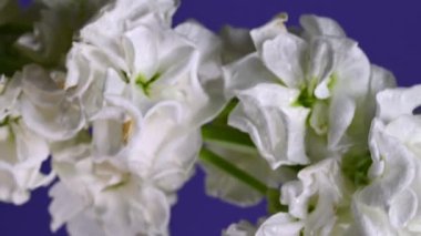 Zarif beyaz bir matthiola 'nın büyüleyici dikey videosu, canlı bir renk arkaplanına göre ayarlanmış, sakin ve zarif görseller için mükemmel. 