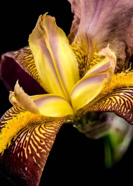 Sakallı bir irisin canlı bir yakın çekimi zengin mor ve parlak sarı yaprakları sergiliyor. Koyu siyah bir arka plana karşı karmaşık desenleri var.