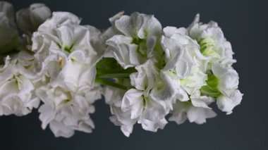 Zarif beyaz bir matthiola 'nın büyüleyici dikey videosu, canlı bir renk arkaplanına göre ayarlanmış, sakin ve zarif görseller için mükemmel. 