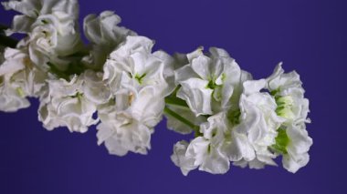 Zarif beyaz bir matthiola 'nın büyüleyici dikey videosu, canlı bir renk arkaplanına göre ayarlanmış, sakin ve zarif görseller için mükemmel. 