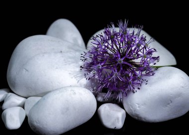 Pers Yıldızı olarak da bilinen mor Allium çiçeğinin yakın plan çekimi, pürüzsüz beyaz taşların üzerinde durmaktadır.