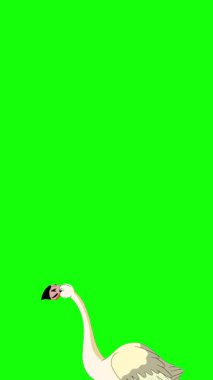Beyaz Flamingo. El yapımı 2D animasyon 4K görüntü yeşil ekranda izole edildi. Video düzenleme, vahşi yaşam projeleri veya kuş temalı yaratıcı çalışmalar için dikey görüntüler