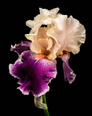 Sakallı bir irisin çarpıcı yakın çekimi. Güzel bir krem ve koyu mor yapraklar sergiliyor. Koyu siyah bir arka plana karşı karmaşık desenleri var.