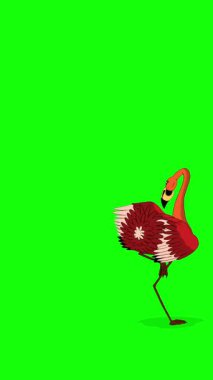 Kızıl Flamingo. El yapımı 2D animasyon HD görüntüler yeşil ekranda izole edildi. Video düzenleme, vahşi yaşam projeleri veya kuş temalı yaratıcı çalışmalar için dikey görüntüler