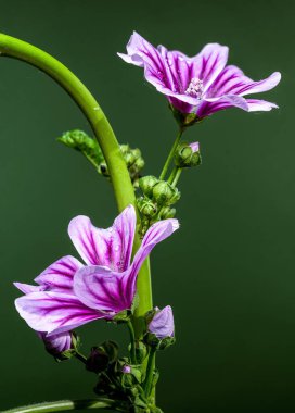 Parlak su damlacıkları ile mor bir mallow çiçeğinin çarpıcı görüntüsü, doğal yeşil gövdesi ve arka planına karşı güzel bir şekilde duruyor.