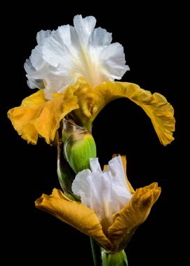 Çarpıcı bir sakallı irisin büyüleyici yakın çekimi, parlak beyaz ve sarı yapraklarını simsiyah bir arka plana karşı sergiliyor.