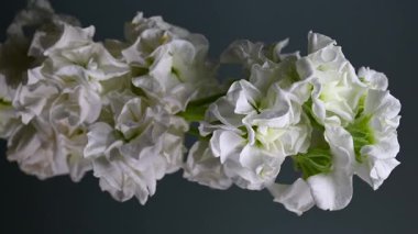 Zarif beyaz bir matthiola 'nın büyüleyici dikey videosu, canlı bir renk arkaplanına göre ayarlanmış, sakin ve zarif görseller için mükemmel. 