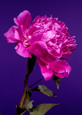 Sersemletici, taze su damlacıklarıyla bezenmiş pembe bir şakayık çiçeği, zengin, mor bir zemin üzerine kurulmuş, canlı rengini ve gür yapraklarını renklendiriyor.