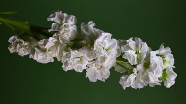 Zarif beyaz bir matthiola 'nın büyüleyici dikey videosu, canlı bir renk arkaplanına göre ayarlanmış, sakin ve zarif görseller için mükemmel. 