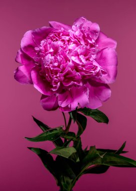 Yapraklarında su damlacıkları olan çarpıcı bir pembe şakayık çiçeği güzelliğini vurgulamak için canlı renkli bir arka plana dizilmiştir.