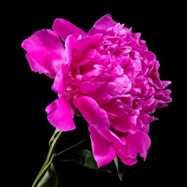 Canlı pembe şakayık çiçeği, su damlacıkları ile taze, koyu siyah arkaplanda fotoğraflanmış, zengin rengini ve narin taç yapraklarını renklendiriyor.