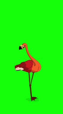 Kızıl Flamingo. El yapımı 2D animasyon HD görüntüler yeşil ekranda izole edildi. Video düzenleme, vahşi yaşam projeleri veya kuş temalı yaratıcı çalışmalar için dikey görüntüler