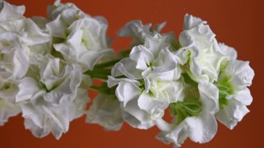 Zarif beyaz bir matthiola 'nın büyüleyici dikey videosu, canlı bir renk arkaplanına göre ayarlanmış, sakin ve zarif görseller için mükemmel. 