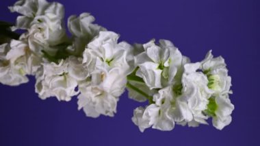 Zarif beyaz bir matthiola dikey videosunun büyüleyici yakın plan 4K dikey görüntüsü, canlı bir arkaplan, sakin ve zarif görseller için mükemmel. 