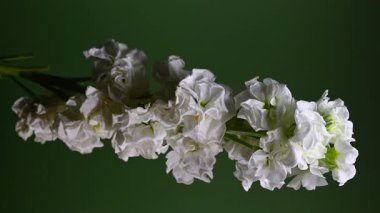 Zarif beyaz bir matthiola dikey videosunun büyüleyici yakın plan 4K dikey görüntüsü, canlı bir arkaplan, sakin ve zarif görseller için mükemmel. 