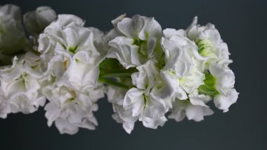 Zarif beyaz bir matthiola dikey videosunun büyüleyici yakın plan 4K dikey görüntüsü, canlı bir arkaplan, sakin ve zarif görseller için mükemmel. 