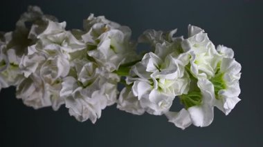 Zarif beyaz bir matthiola dikey videosunun büyüleyici yakın plan 4K dikey görüntüsü, canlı bir arkaplan, sakin ve zarif görseller için mükemmel. 