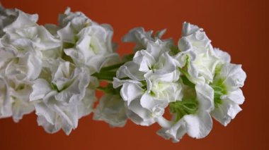 Zarif beyaz bir matthiola dikey videosunun büyüleyici yakın plan 4K dikey görüntüsü, canlı bir arkaplan, sakin ve zarif görseller için mükemmel. 