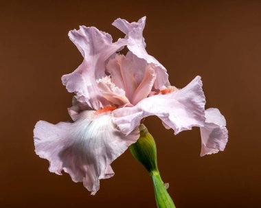 Zarif pembe sakallı bir iris çiçeğinin yakın plan fotoğrafı, narin yaprakları, sıcak kahverengi bir arka planda sergileniyor.