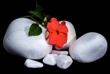 Işıl ışıl kırmızı bir Impatiens Walleriana çiçeğinin, pürüzsüz beyaz taşların üzerinde, koyu siyah bir arkaplana uzanan yakın plan çekimi.