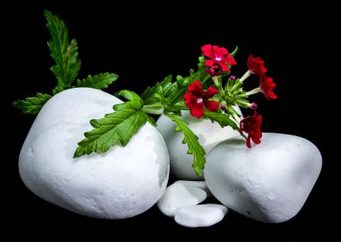 Pürüzsüz beyaz taşların arasında büyüyen parlak kırmızı Verbena melez çiçeklerinin yakın plan çekimi.