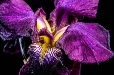 Sakallı bir irisin çarpıcı bir yakın çekimi koyu mor ve parlak sarı yapraklar sergiliyor.