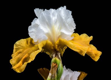 Çarpıcı bir sakallı irisin büyüleyici yakın çekimi, parlak beyaz ve sarı yapraklarını simsiyah bir arka plana karşı sergiliyor.