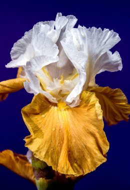 Göz kamaştırıcı beyaz ve sarı sakallı süsen çiçeğinin yakın planda çekilmiş bir fotoğrafı. Karmaşık yaprakları zengin, derin, mavi bir arkaplanda sergileniyor.