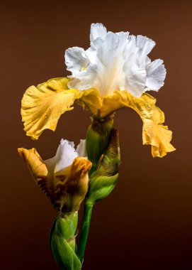 İki zarif beyaz ve sarı sakallı iris çiçeğinin yakın plan çekimi. Karmaşık yaprakları, sıcak kahverengi arka planda sergileniyor.