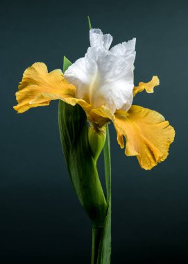 Göz kamaştırıcı bir beyaz ve sarı sakallı irisin yakın plan çekimi. Karmaşık yaprakları parlak yeşil arka planda sergileniyor.