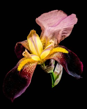 Sakallı bir irisin canlı bir yakın çekimi zengin mor ve parlak sarı yaprakları sergiliyor. Koyu siyah bir arka plana karşı karmaşık desenleri var.