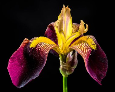 Sakallı bir irisin canlı bir yakın çekimi zengin mor ve parlak sarı yaprakları sergiliyor. Koyu siyah bir arka plana karşı karmaşık desenleri var.