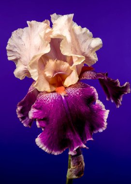 Sakallı irinin çarpıcı bir yakın çekimi güzel bir krem ve koyu mor taç yaprakları sergiliyor.