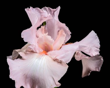 Güzel pembe bir iris çiçeğinin yakın plan çekimi, narin yaprakları siyah bir arka plana doğru açılıyor.