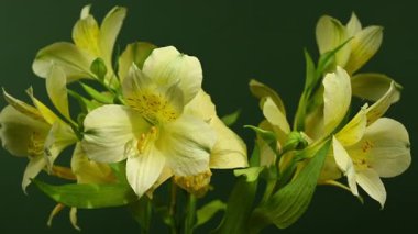 Zarif sarı Alstroemeria 'nın yakın plan HD videosu, aynı zamanda Peru Zambakları olarak da bilinir. 