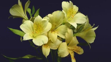 Zarif sarı Alstroemeria 'nın yakın plan HD videosu, aynı zamanda Peru Zambakları olarak da bilinir. 