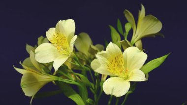 Zarif sarı Alstroemeria 'nın yakın plan HD videosu, aynı zamanda Peru Zambakları olarak da bilinir. 