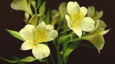 Zarif sarı Alstroemeria 'nın yakın plan HD videosu, aynı zamanda Peru Zambakları olarak da bilinir. 