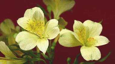 Zarif sarı Alstroemeria 'nın yakın plan HD videosu, aynı zamanda Peru Zambakları olarak da bilinir. 