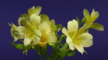 Zarif sarı Alstroemeria 'nın yakın plan HD videosu, aynı zamanda Peru Zambakları olarak da bilinir. 