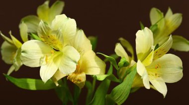 Zarif sarı Alstroemeria 'nın yakın plan HD videosu, aynı zamanda Peru Zambakları olarak da bilinir. 