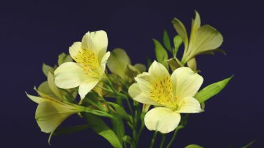 Zarif sarı Alstroemeria 'nın 4K' lık yakın çekim videosu, aynı zamanda Peru Zambakları olarak da bilinir, zengin bir renk arkaplanına karşı 