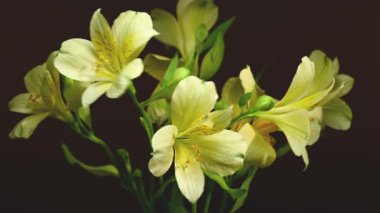 Zarif sarı Alstroemeria 'nın 4K' lık yakın çekim videosu, aynı zamanda Peru Zambakları olarak da bilinir, zengin bir renk arkaplanına karşı 