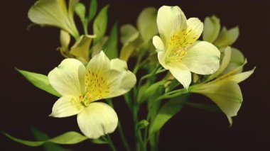 Zarif sarı Alstroemeria 'nın 4K' lık yakın çekim videosu, aynı zamanda Peru Zambakları olarak da bilinir, zengin bir renk arkaplanına karşı 