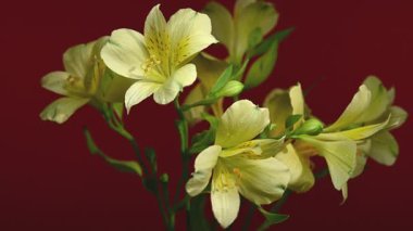 Zarif sarı Alstroemeria 'nın 4K' lık yakın çekim videosu, aynı zamanda Peru Zambakları olarak da bilinir, zengin bir renk arkaplanına karşı 