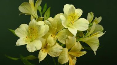 Zarif sarı Alstroemeria 'nın 4K' lık yakın çekim videosu, aynı zamanda Peru Zambakları olarak da bilinir, zengin bir renk arkaplanına karşı 