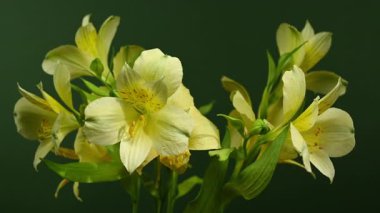 Zarif sarı Alstroemeria 'nın 4K' lık yakın çekim videosu, aynı zamanda Peru Zambakları olarak da bilinir, zengin bir renk arkaplanına karşı 