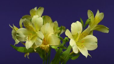 Zarif sarı Alstroemeria 'nın 4K' lık yakın çekim videosu, aynı zamanda Peru Zambakları olarak da bilinir, zengin bir renk arkaplanına karşı 