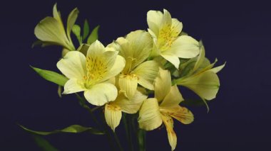 Zarif sarı Alstroemeria 'nın 4K' lık yakın çekim videosu, aynı zamanda Peru Zambakları olarak da bilinir, zengin bir renk arkaplanına karşı 