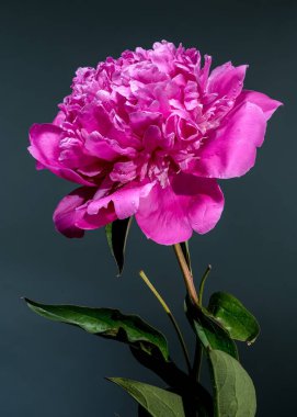 Taze su damlacıklarıyla süslenmiş, göz kamaştırıcı bir pembe şakayık çiçeği. Derin, koyu bir deniz mavisi zeminine karşı güzelce zıt düşmüş. Canlı rengini ve gür yapraklarını vurguluyor.